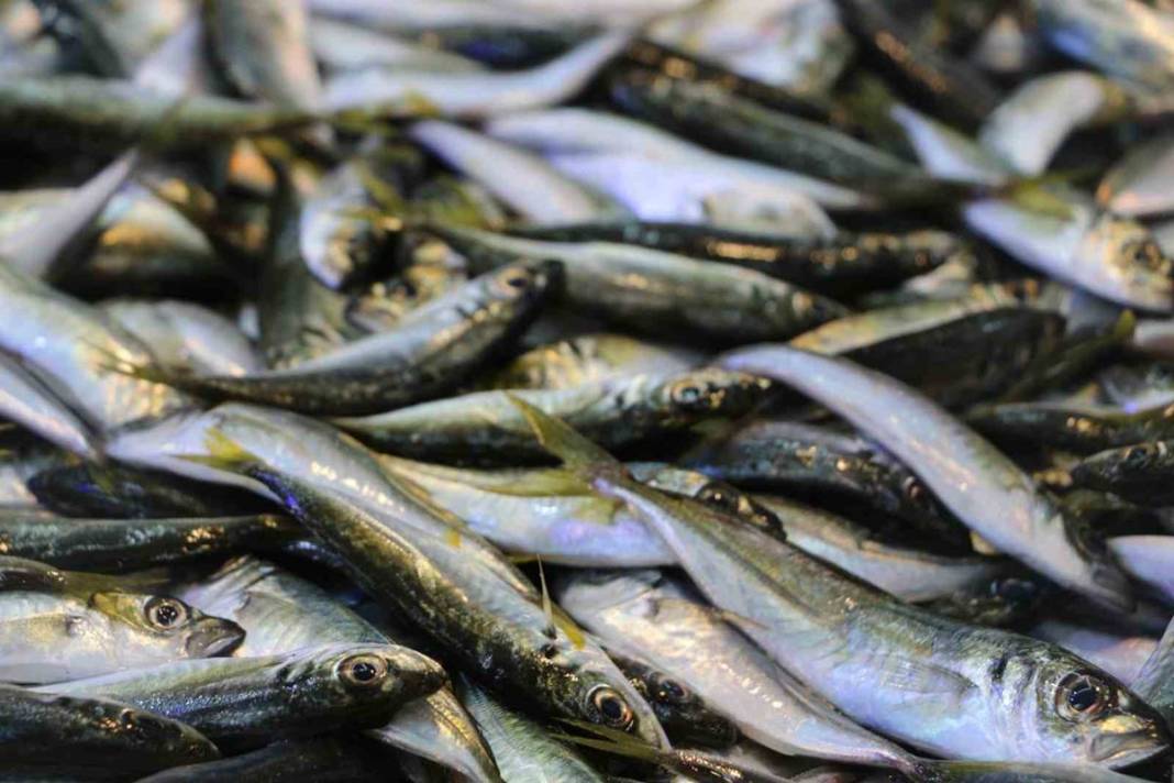 Tezgahların en ucuzu hamsi bile alev alev cep yakıyor! Bir günde yüzde 75 zamlandı, çarşıya giden vatandaş eli boş döndü 22